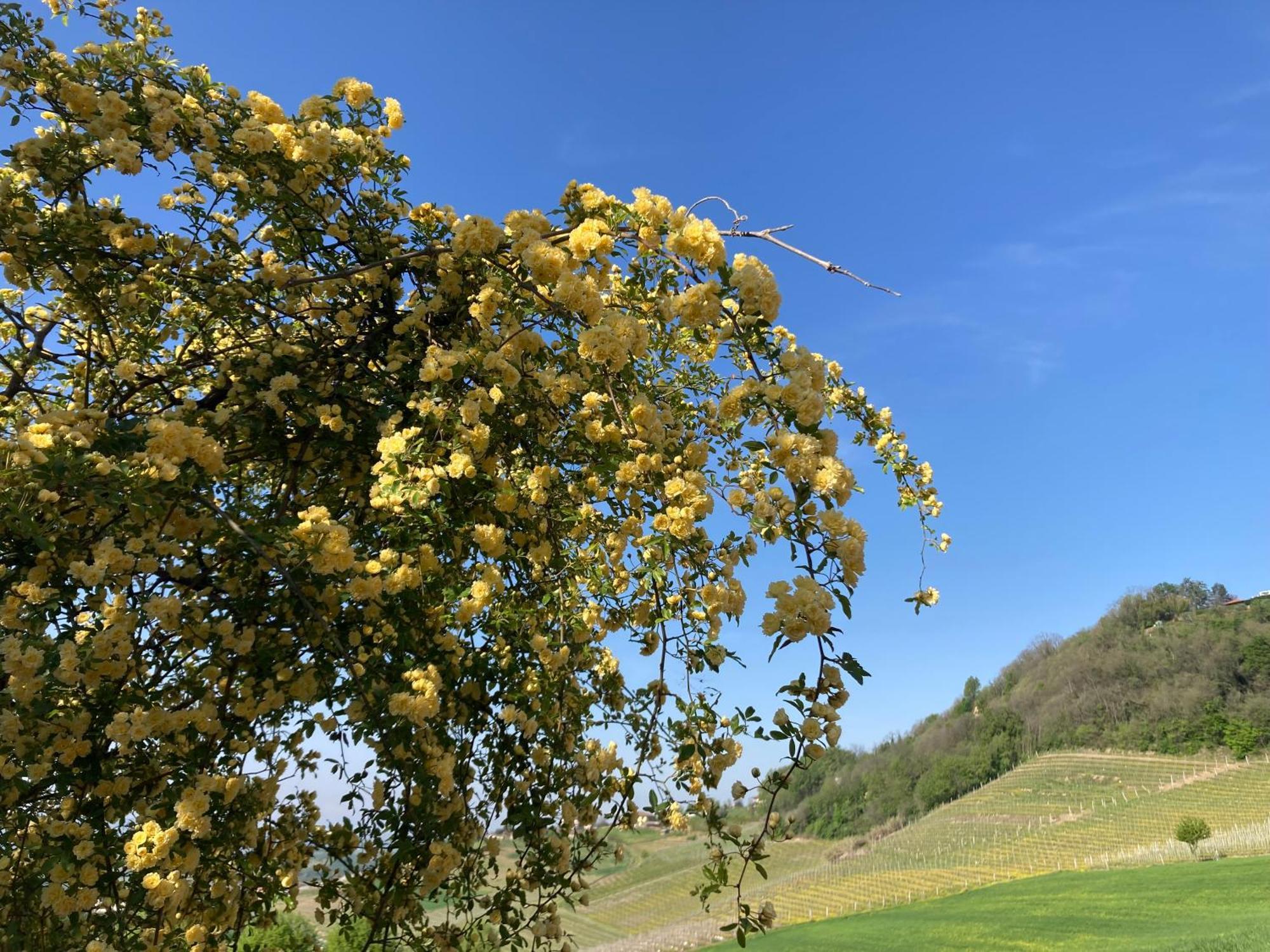 Greeneria Guarene Екстер'єр фото